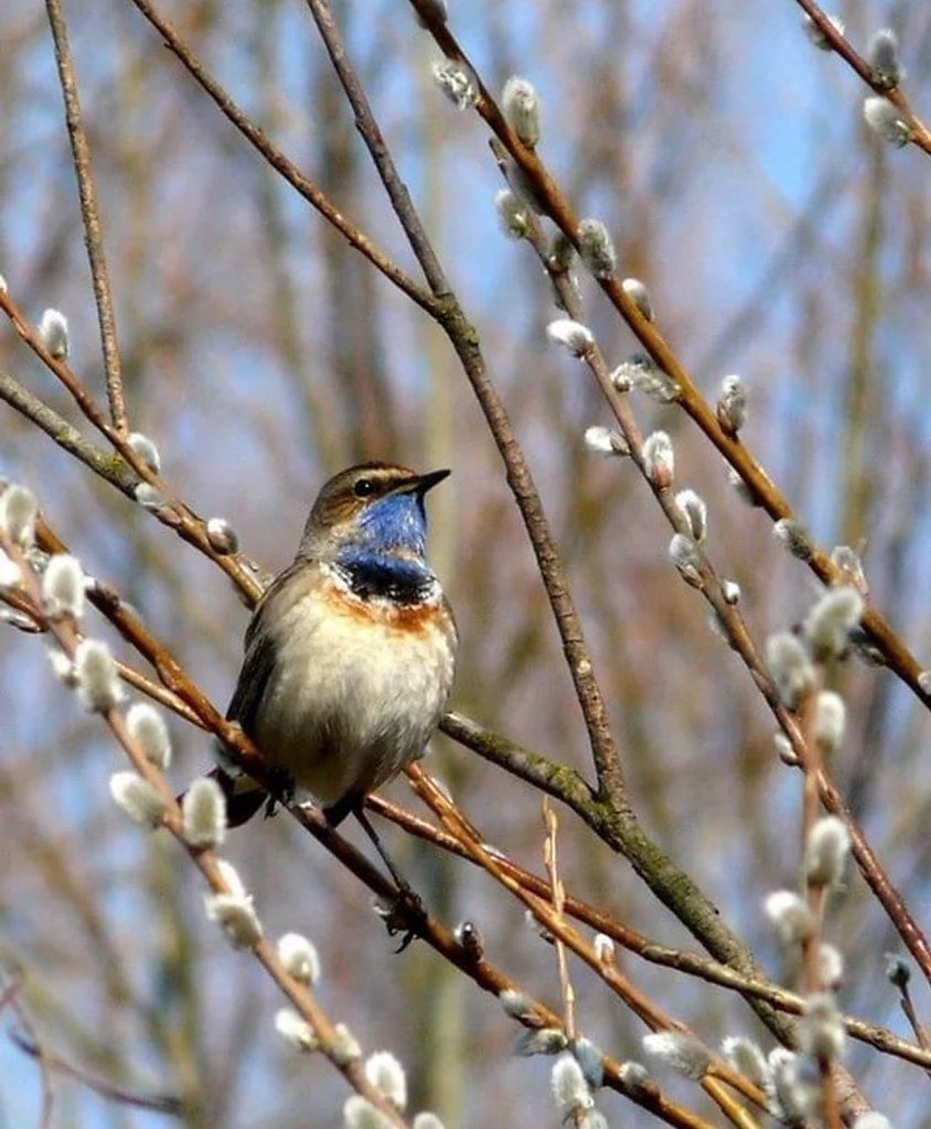 Птички весной картинки