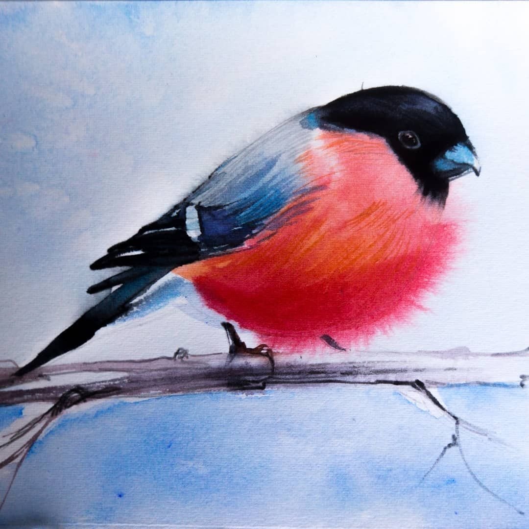 Снегирь картинка для детей рисунок