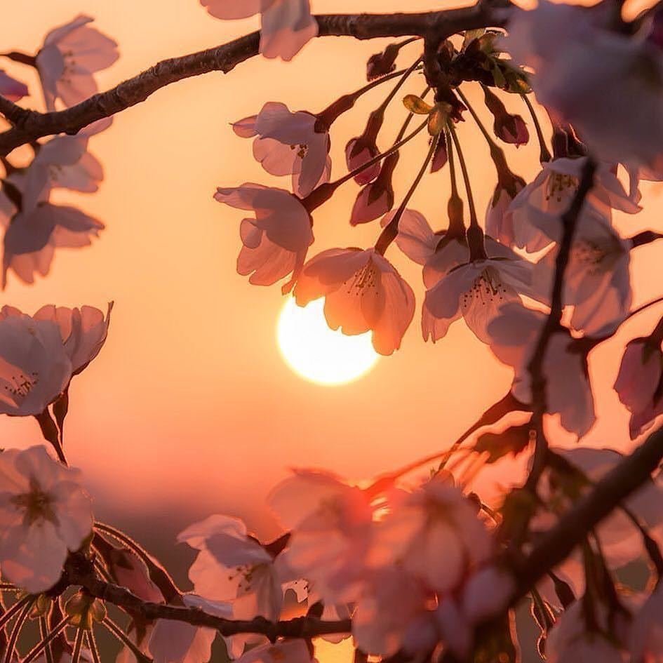 Солнце цветы весна картинка