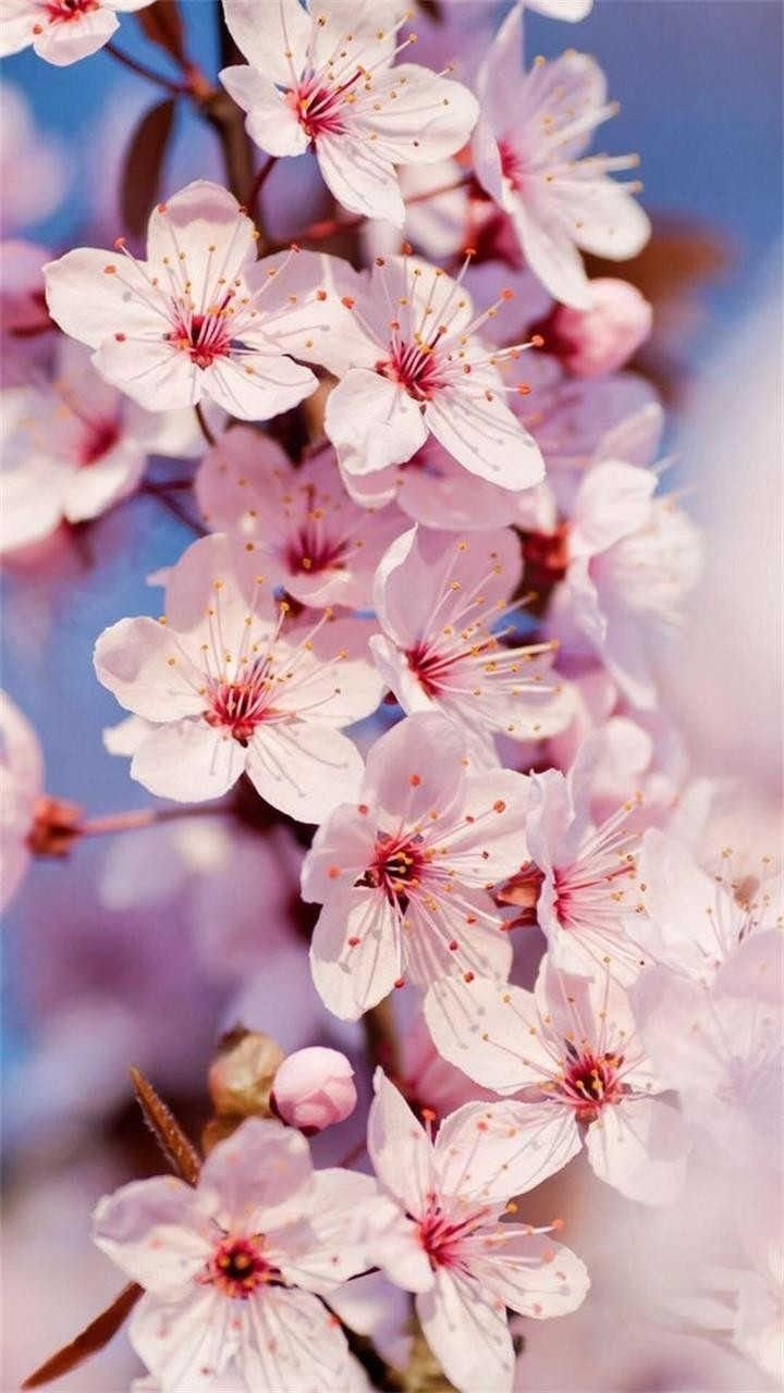 Картинки весна на экран блокировки