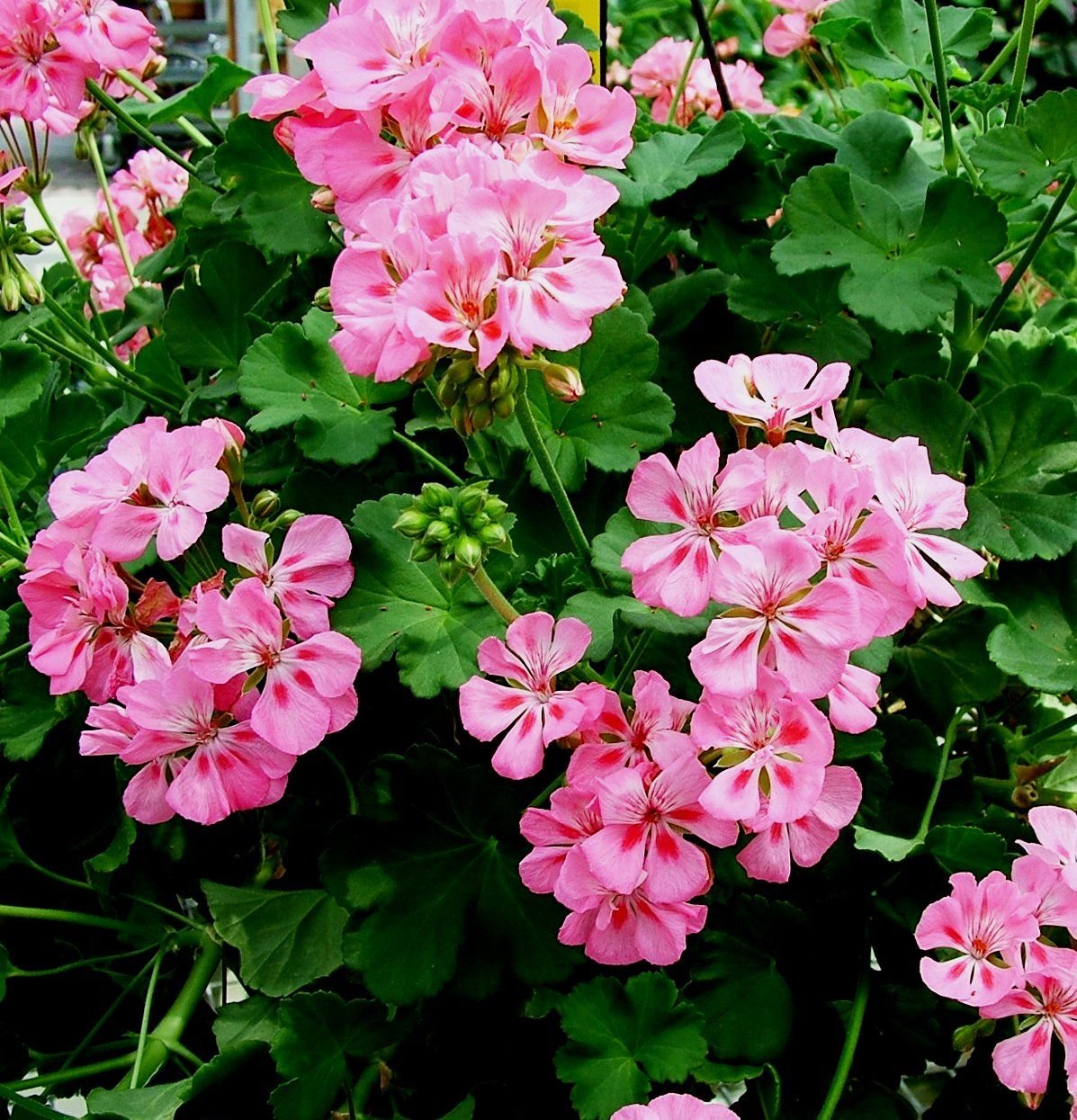 Цветок герань