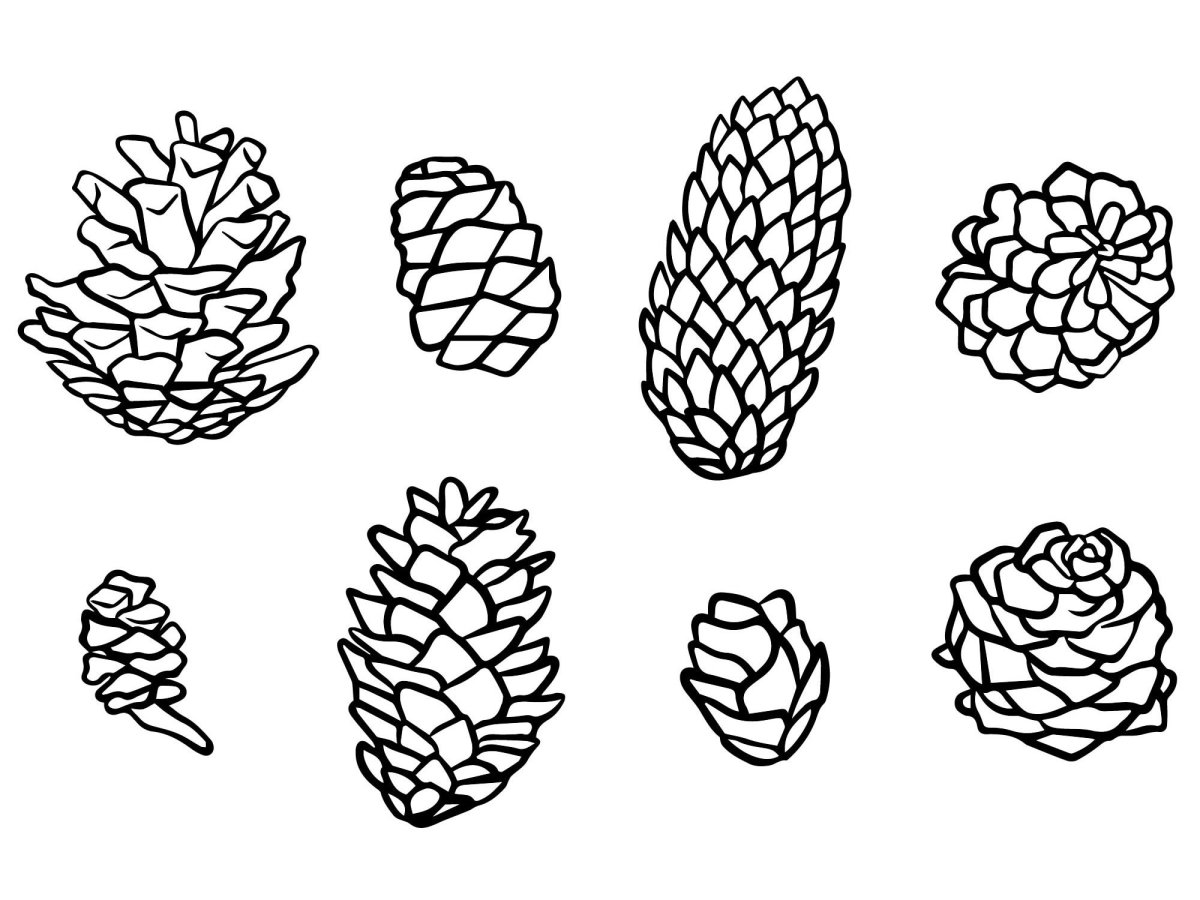 Картинка шишка для детей раскраска