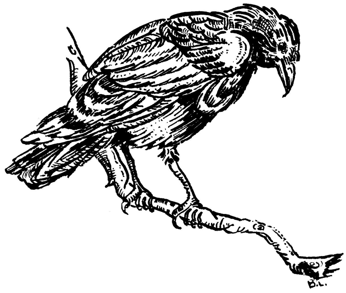 Ворона картинка для детей раскраска