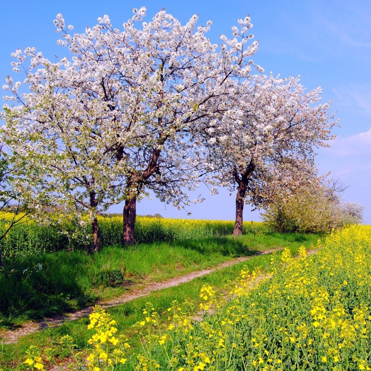 Красивые картинки вертикальные весна