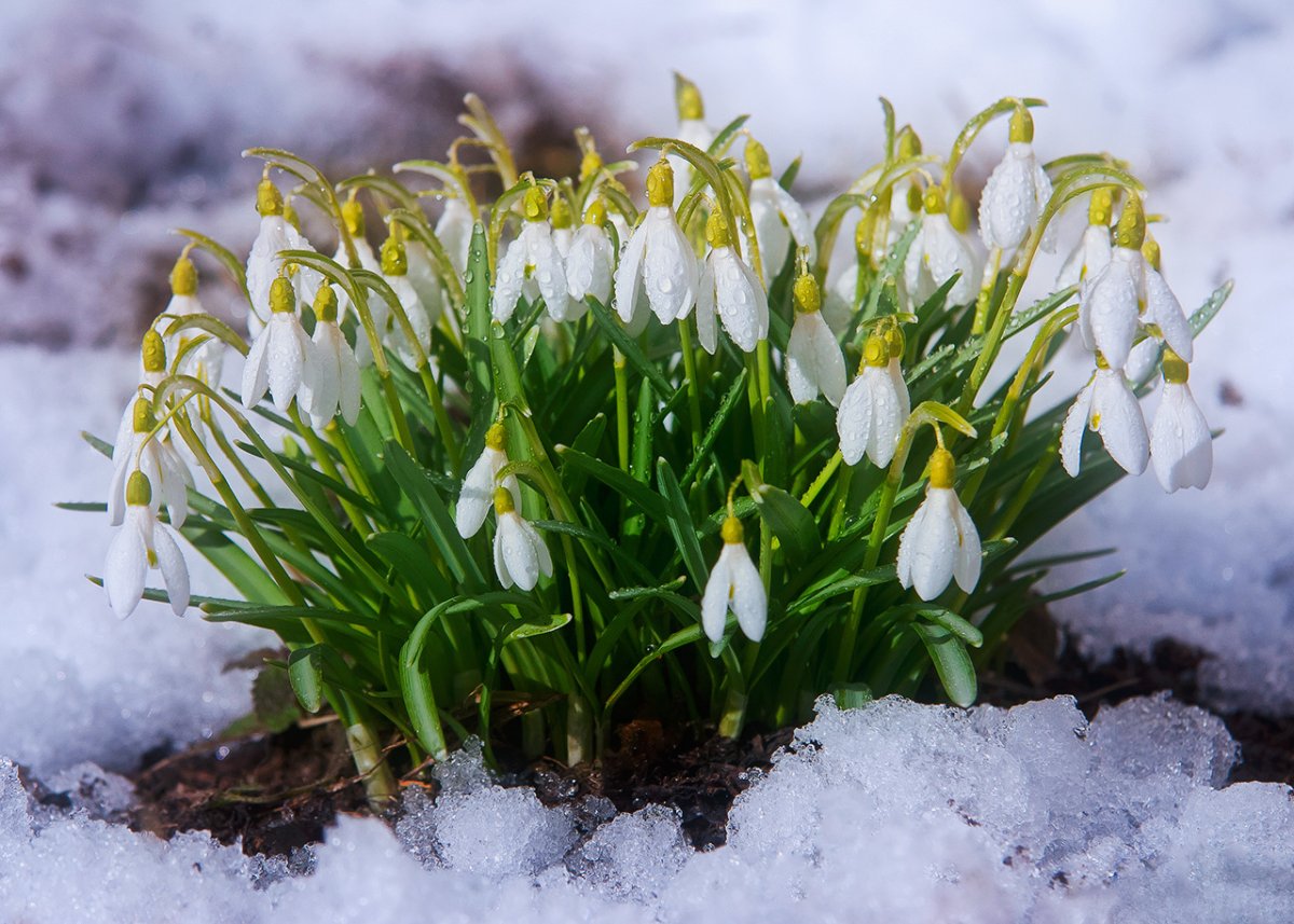 Первоцветы