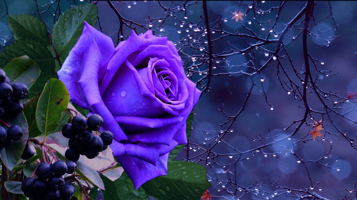 Цветы доброй ночи