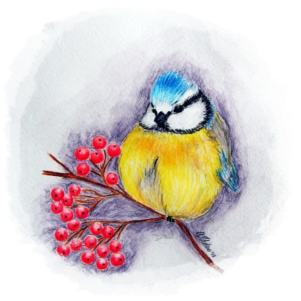 Синичка картинка для детей рисунок