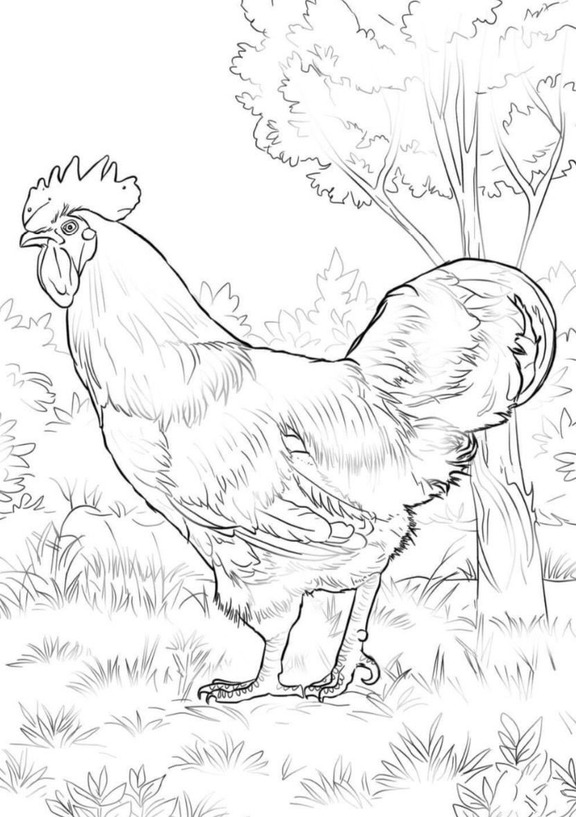Картинки для срисовки курами