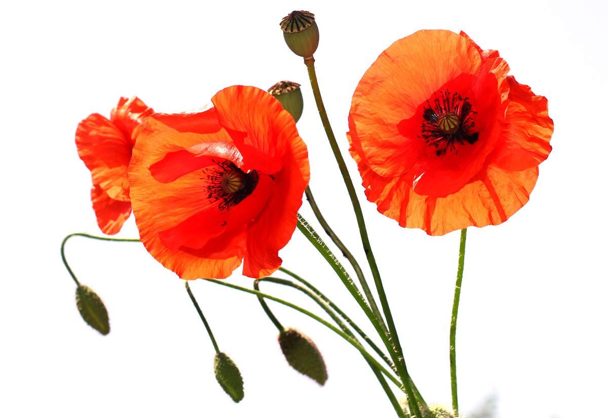 Картинка мак на белом фоне