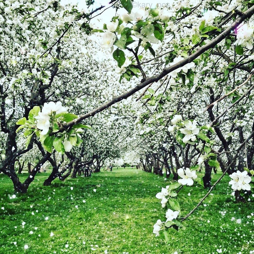 Цветение яблони