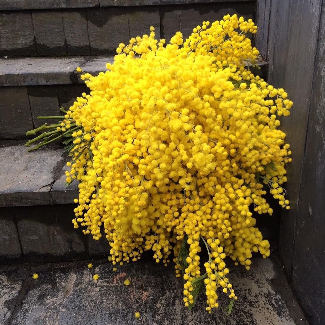 Цветок мимоза