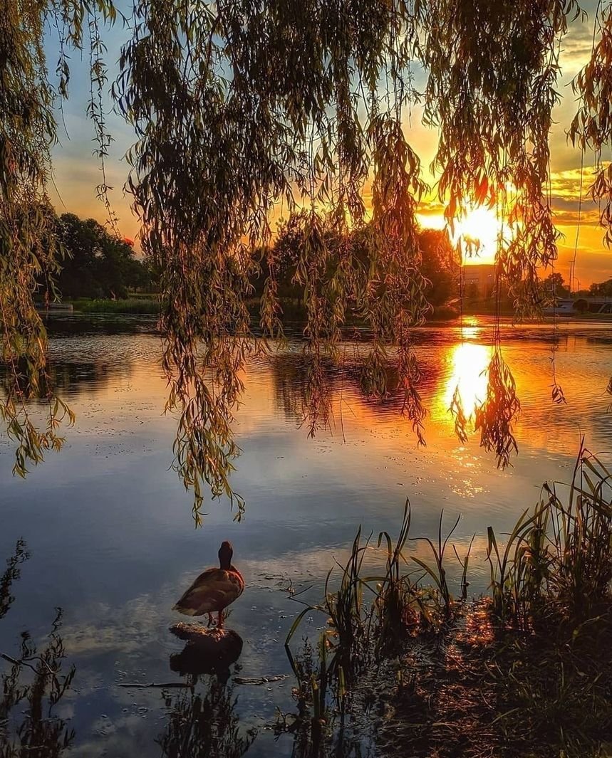 Добрый вечер картинки красивые природа