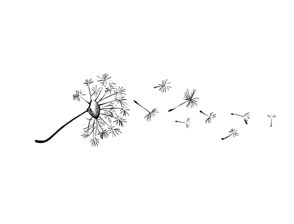 Раскраска для детей Одуванчик