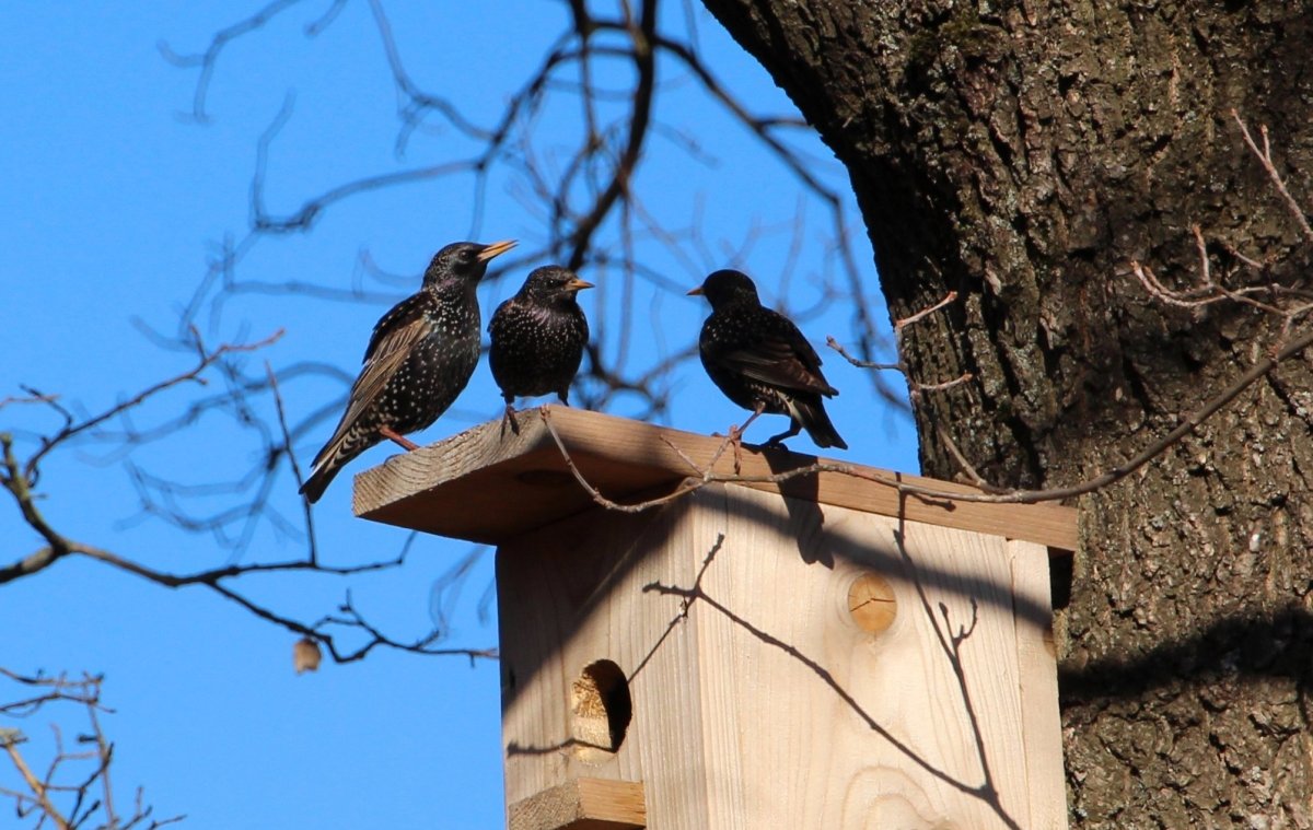 Птицы прилетают весной картинки