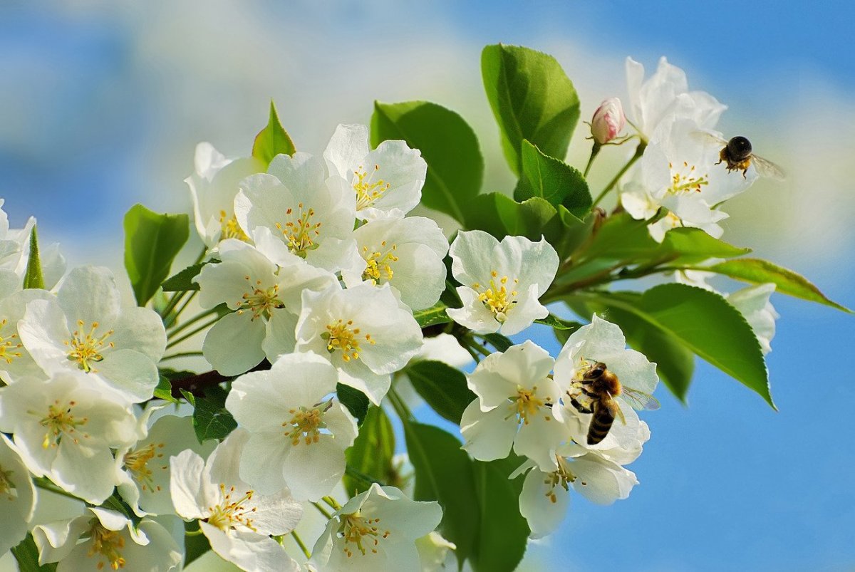 Яблони в цвету красивые