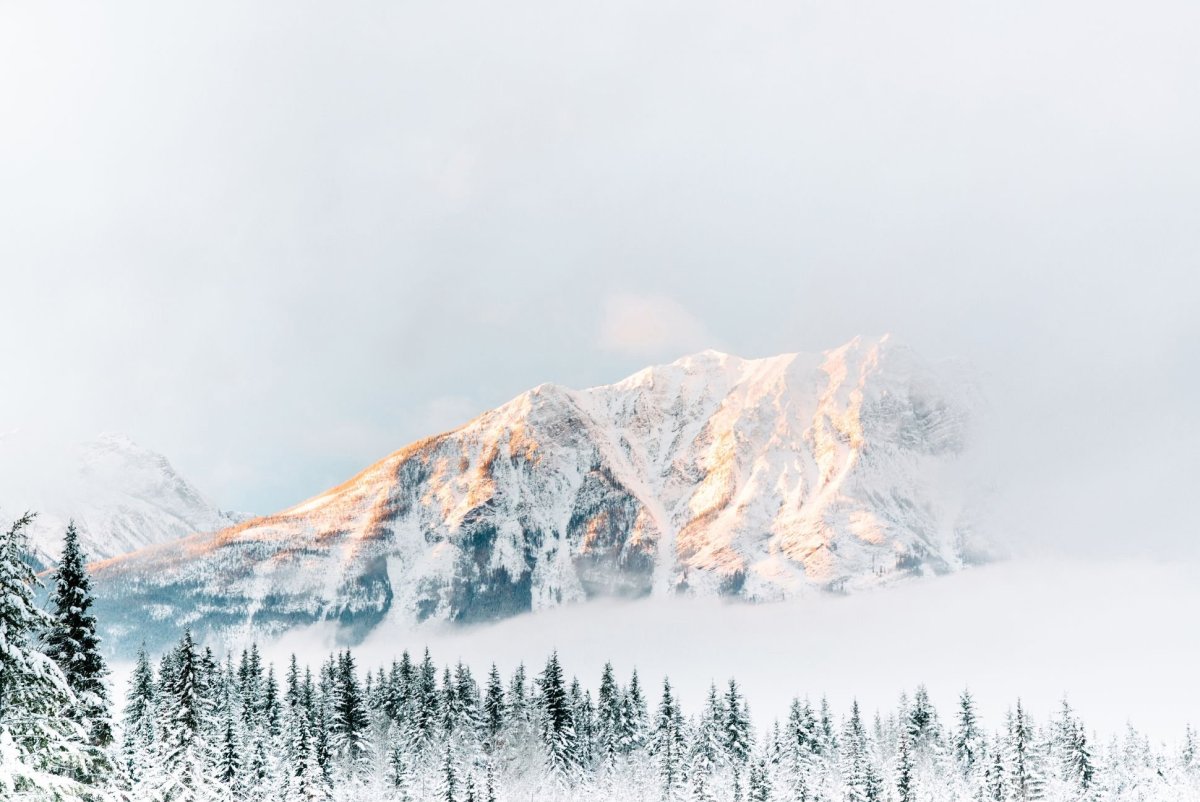 Лес в снегу картинки