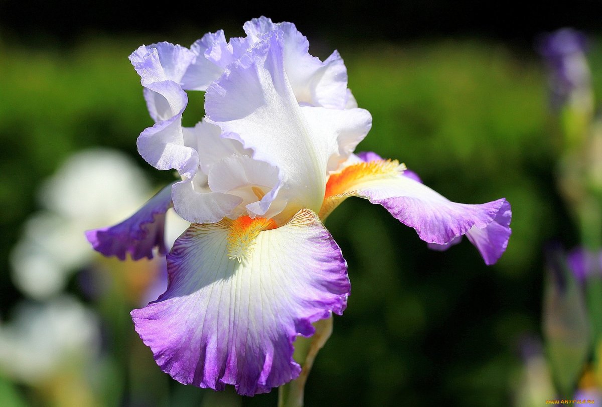 Ирисы цветы фото красивые картинки