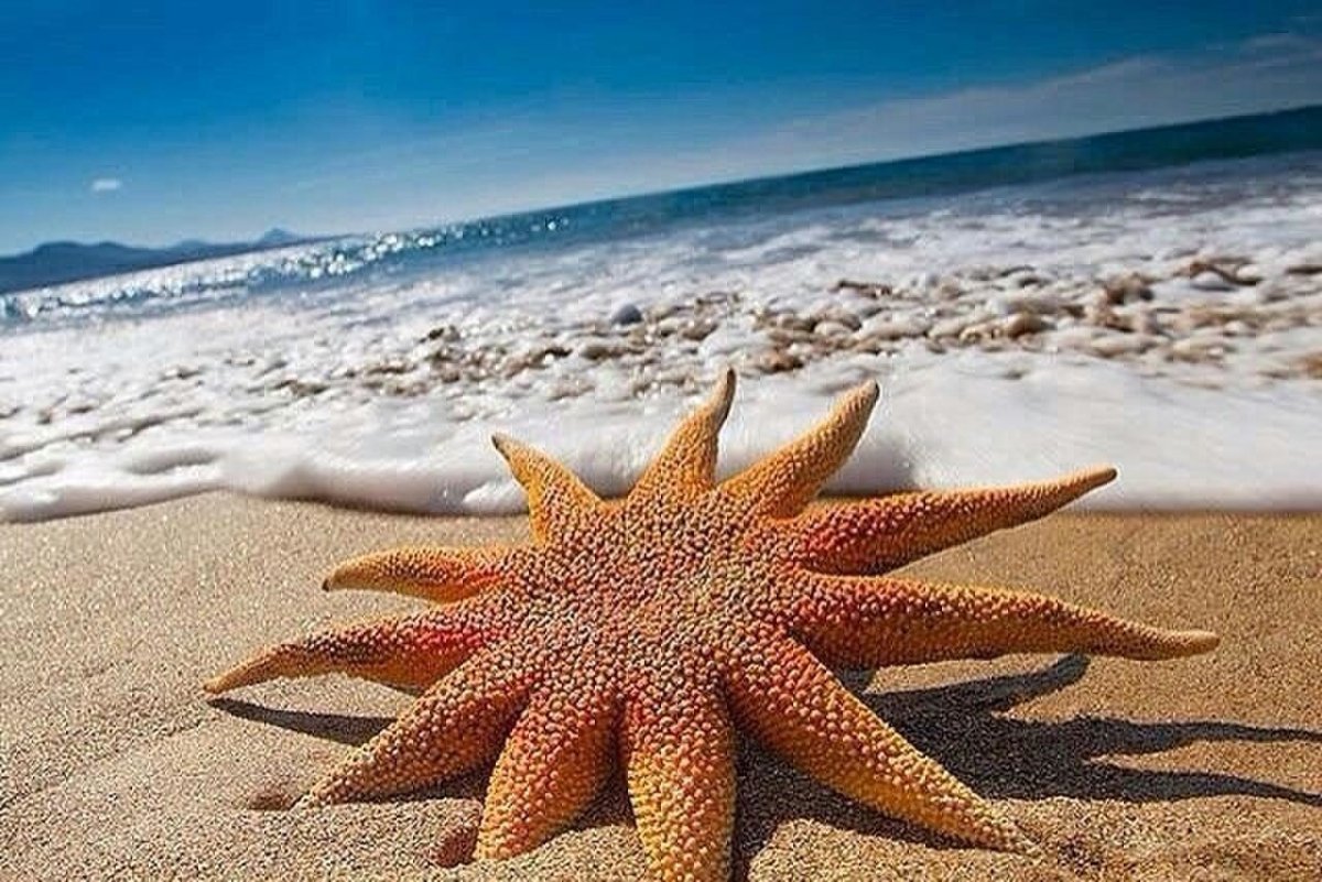 Морская звезда фото картинки